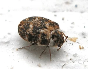 Carpet Beetle Control Services