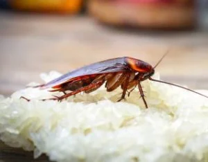 Cockroach Control Services