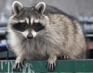 Raccoon Removal Services