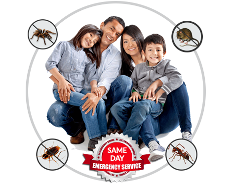 Maple Pest Control – Toronto’s Premier Choice