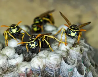 Wasp Nest Removal in Toronto