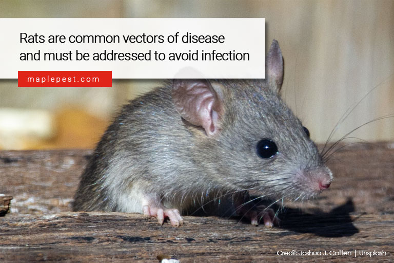 Rats are common vectors of disease and must be addressed to avoid infection