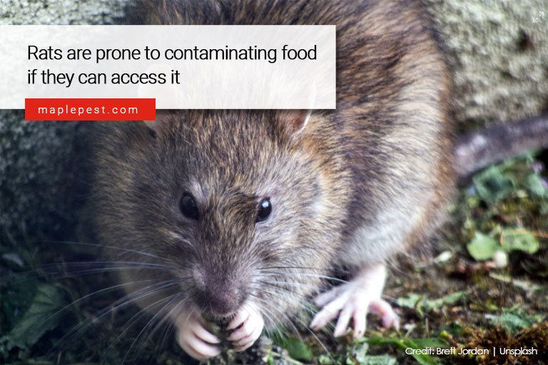 Rats are prone to contaminating food if they can access it