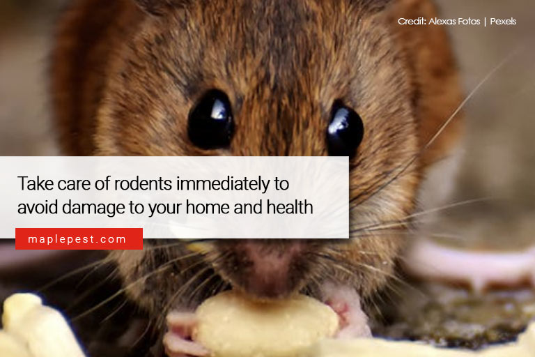 Take care of rodents immediately to avoid damage to your home and health