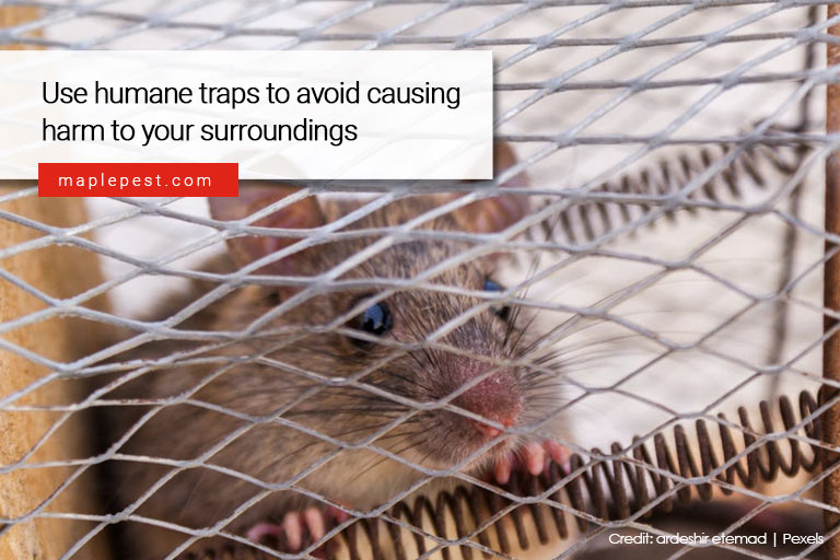 Use humane traps to avoid causing harm to your surroundings