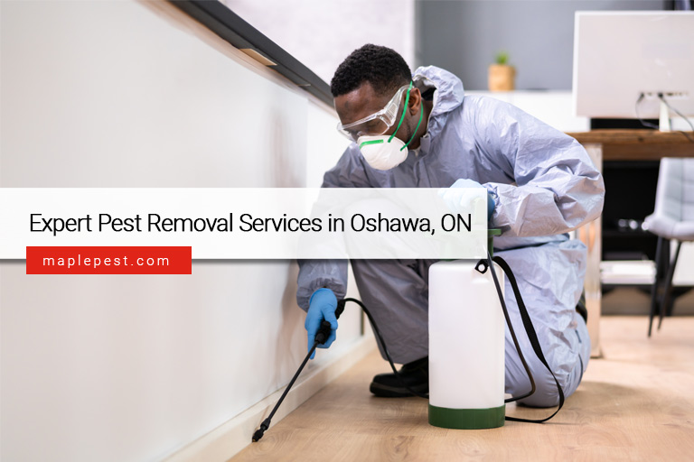 Expert Pest Removal Services in Oshawa, ON