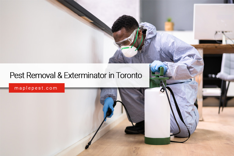 Pest Removal & Exterminator in Toronto