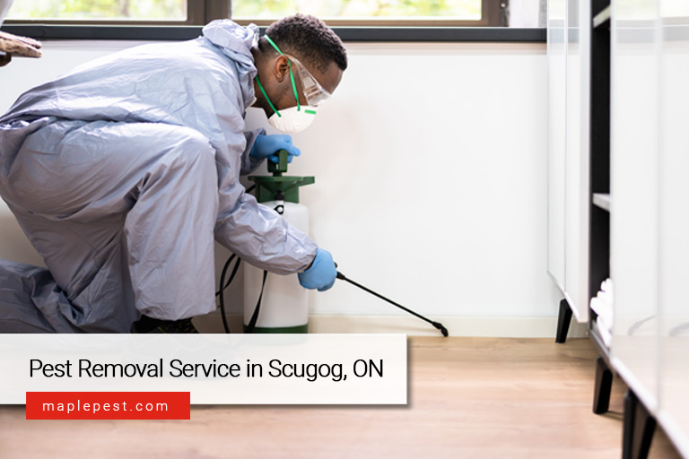 Pest Removal Service in Scugog, ON