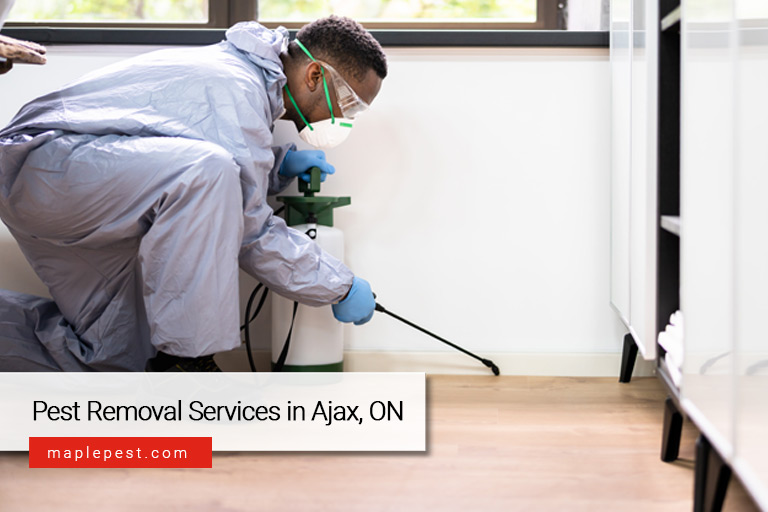 Pest Removal Services in Ajax, ON