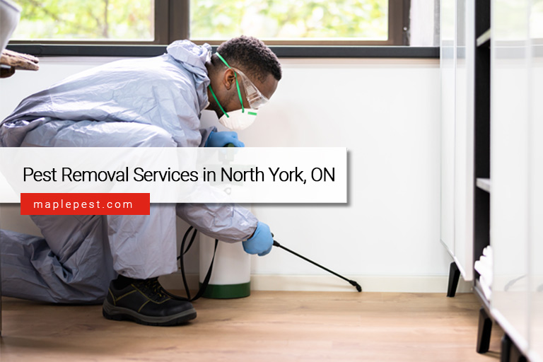 Pest Removal Services in North York, ON