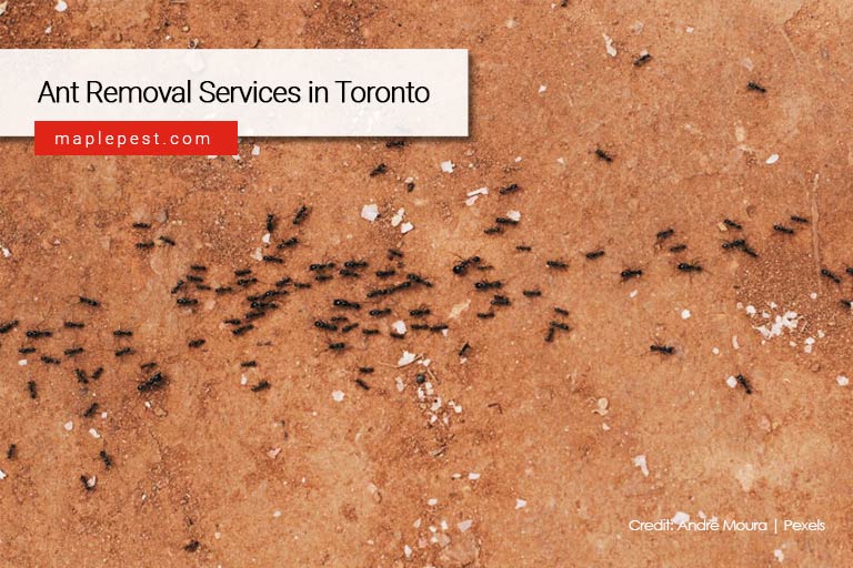 Ant Removal Services in Toronto