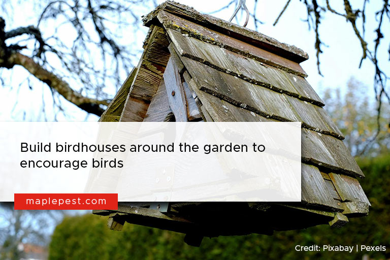 Build birdhouses around the garden to encourage birds