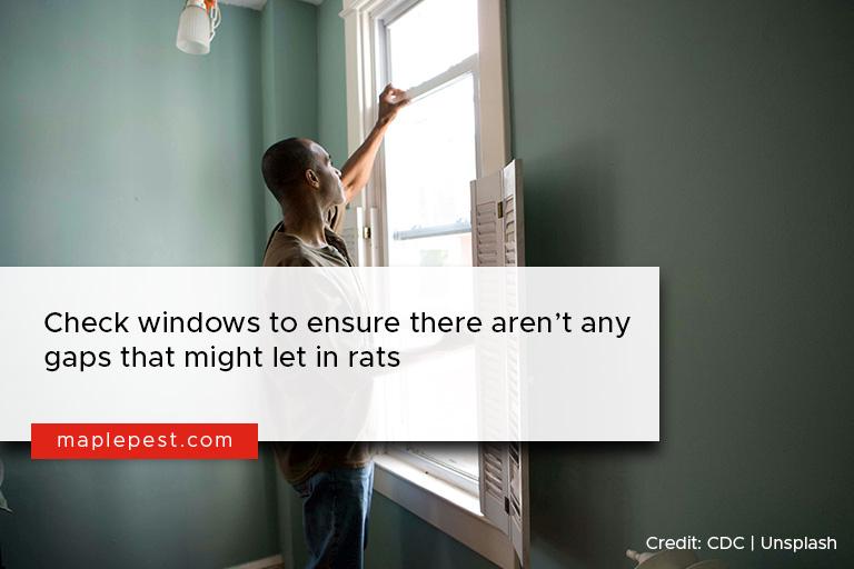 Check windows to ensure there aren’t any gaps that might let in rats