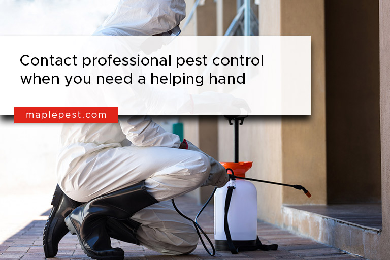 Contact professional pest control when you need a helping hand