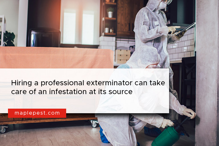 Hiring a professional exterminator can take care of an infestation at its source