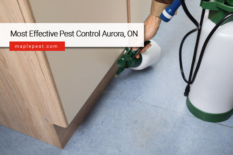 Most Effective Pest Control Aurora, ON