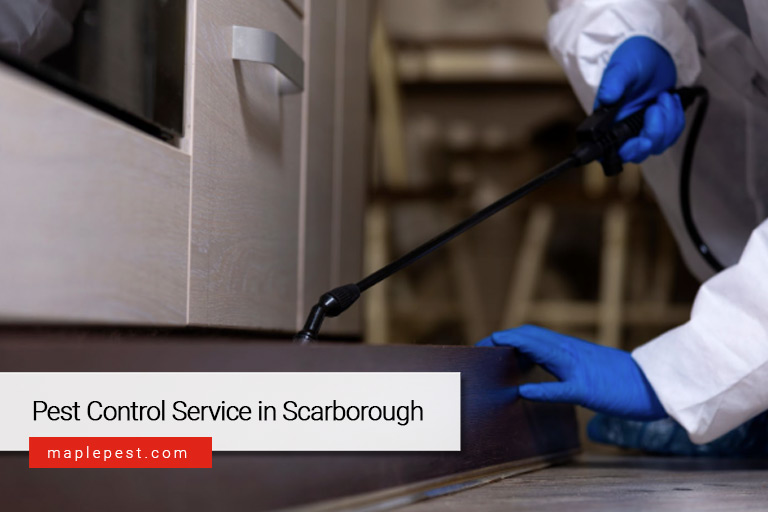 Pest Control Service in Scarborough