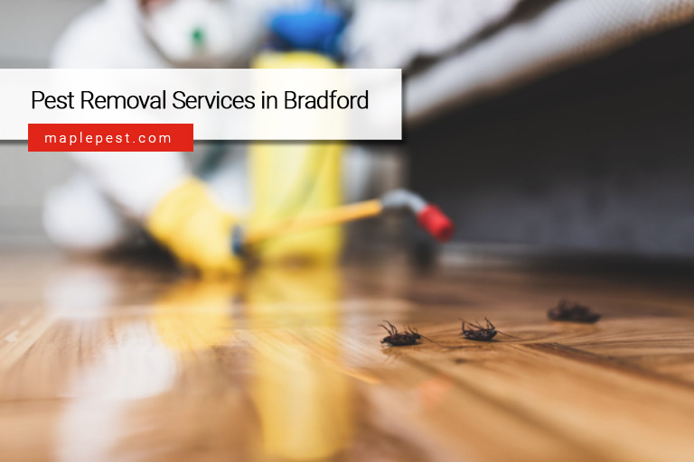 Pest Removal Services in Bradford