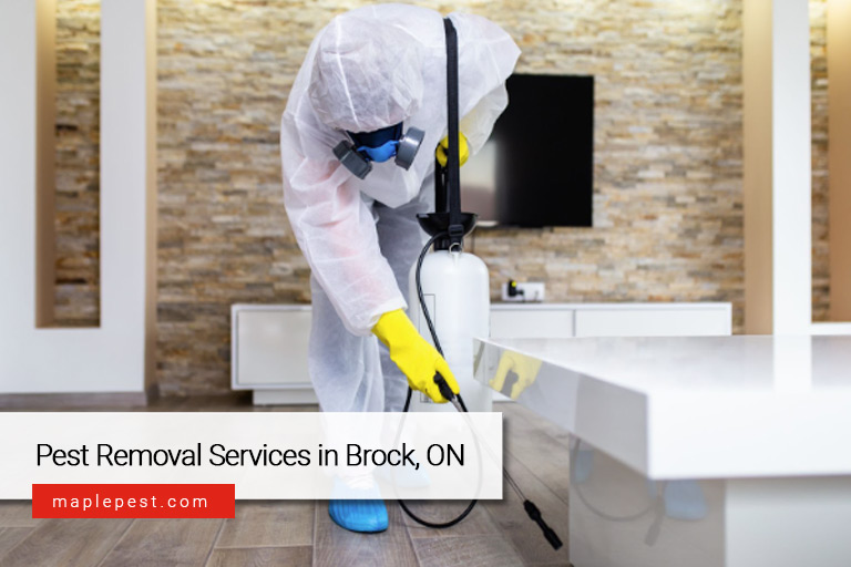 Pest Removal Services in Brock, ON