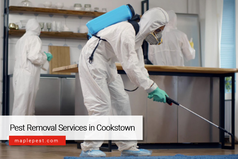 Pest Removal Services in Cookstown