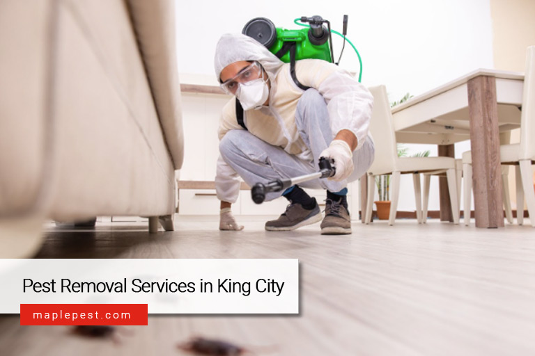 Pest Removal Services in King City