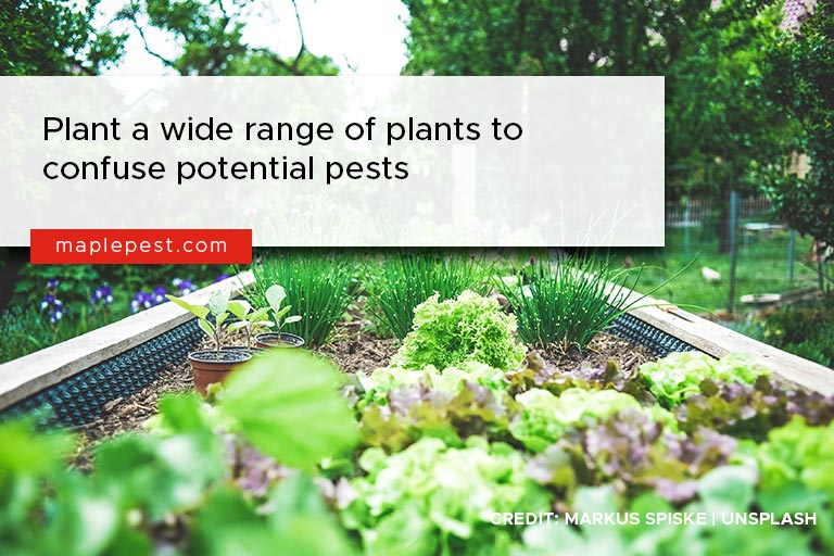 Plant a wide range of plants to confuse potential pests