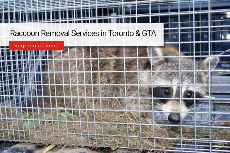 Raccoon Removal Services in Toronto