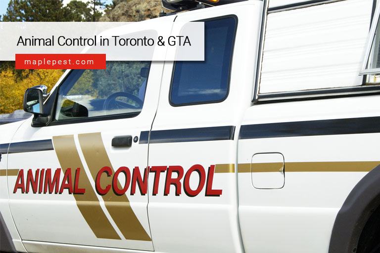 Animal Control in Toronto