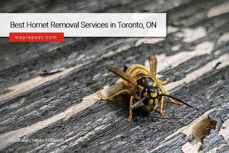 Best Hornet Removal Services in Toronto, ON