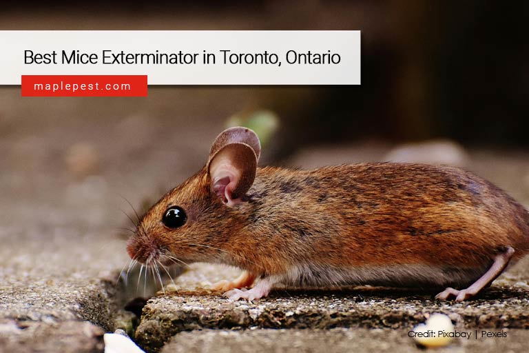 Best-Mice-Exterminator-in-Toronto-Ontario