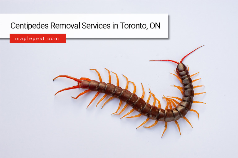 Centipedes Removal Services in Toronto, ON