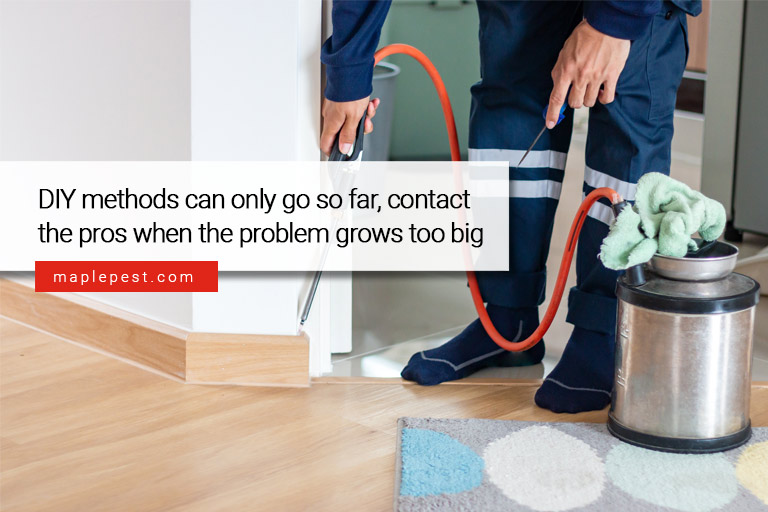 DIY methods can only go so far, contact the pros when the problem grows too big