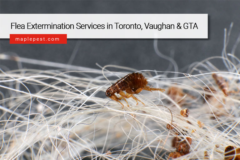 Flea Extermination Services in Toronto, Vaughan