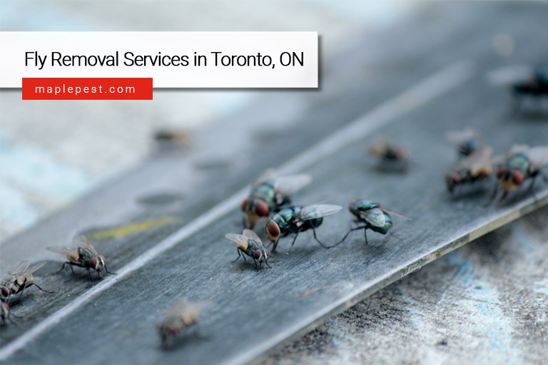 Fly Removal Services in Toronto, ON