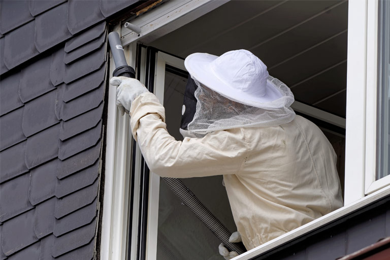 How to Remove Wasp Nest in Toronto