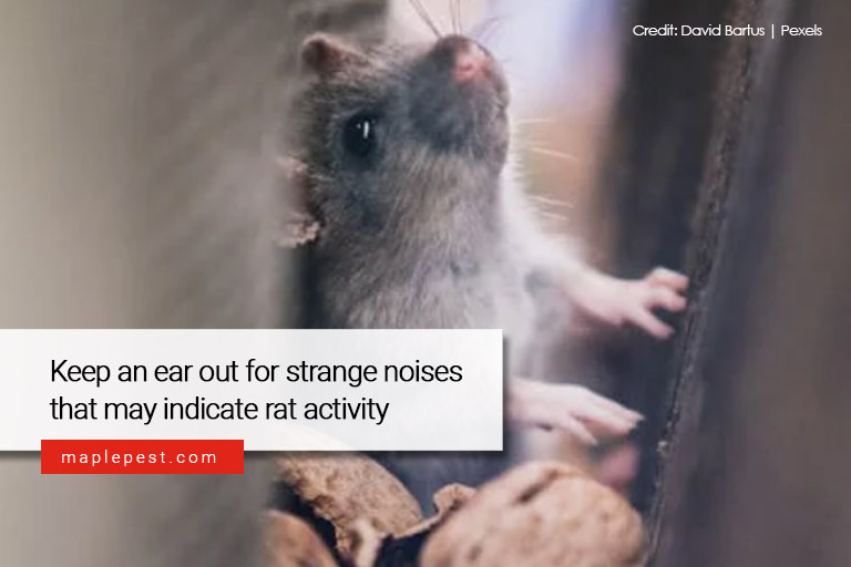 Keep an ear out for strange noises that may indicate rat activity