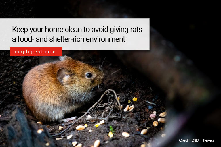 Keep your home clean to avoid giving rats a food- and shelter-rich environment