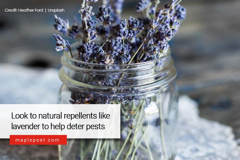 Look to natural repellents like lavender to help deter pests