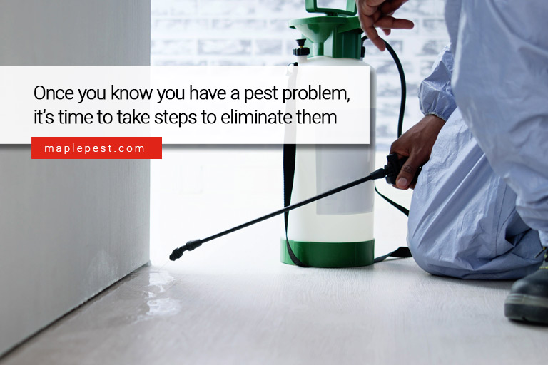 Once you know you have a pest problem, it’s time to take steps to eliminate them