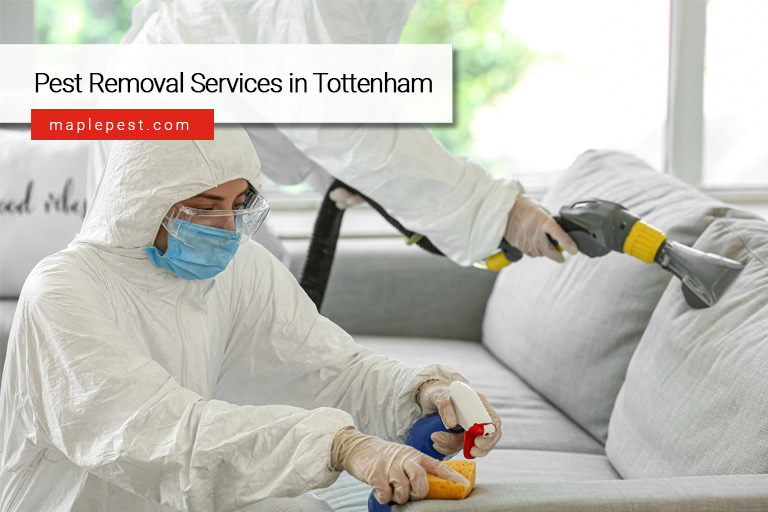 Pest Removal Services in Tottenham