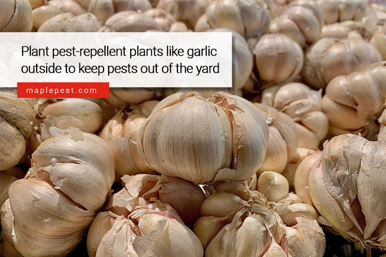 Plant pest-repellent plants like garlic outside to keep pests out of the yard