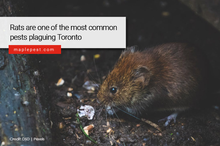 Rats are one of the most common pests plaguing Toronto