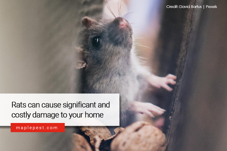 Rats can cause significant and costly damage to your home