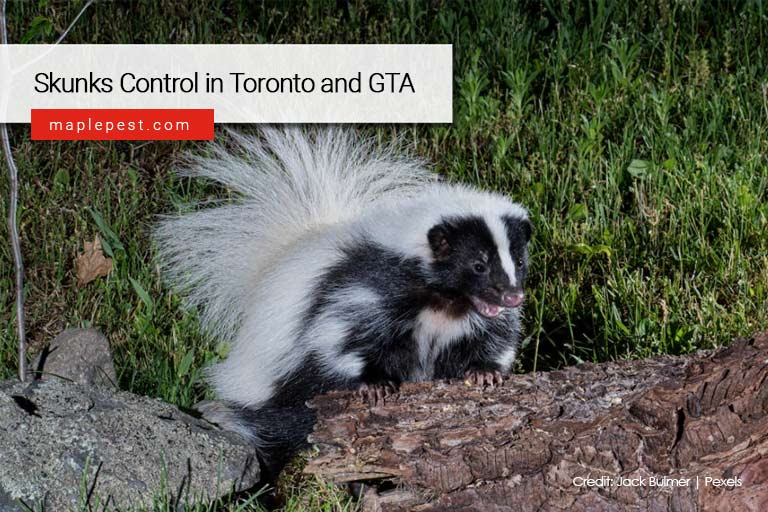 Skunks Control in Toronto and GTA