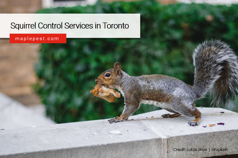 Squirrel Control Services in Toronto