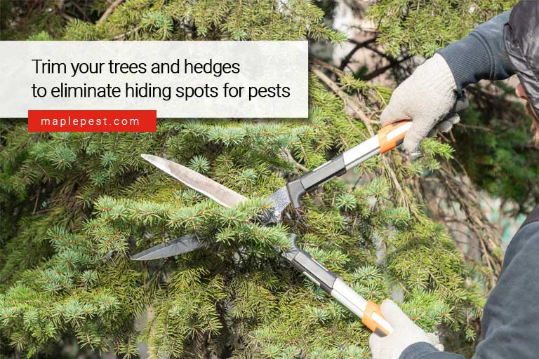 Trim your trees and hedges to eliminate hiding spots for pests