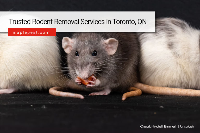 Trusted Rodent Removal Services in Toronto, ON