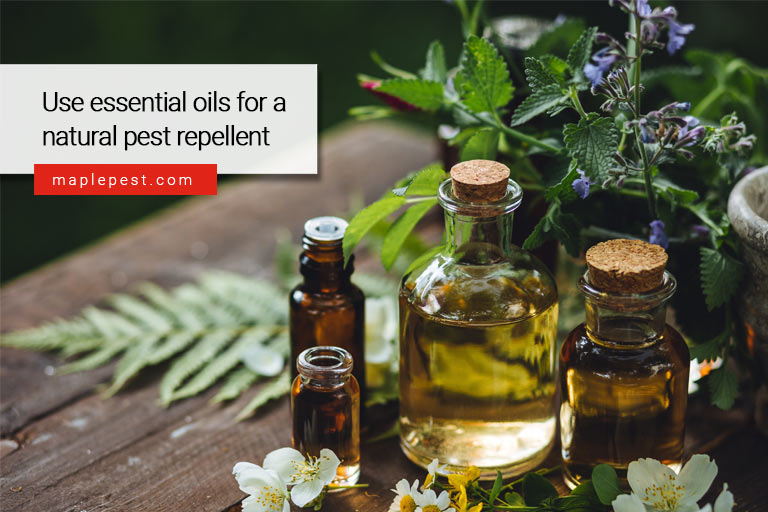 Use essential oils for a natural pest repellent