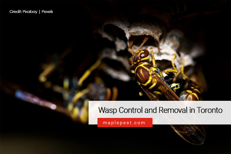 Wasp Control and Removal in Toronto