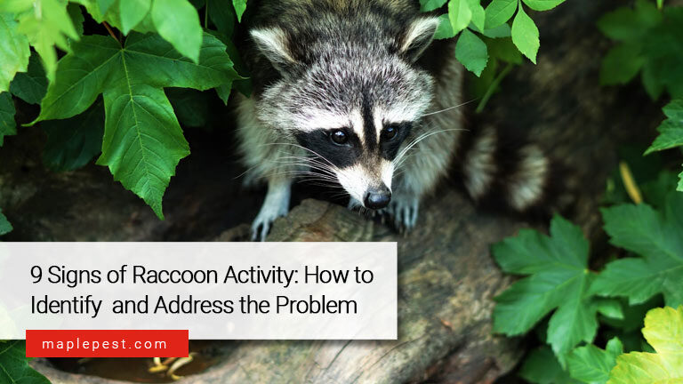 9 Signs of Raccoon Activity: How to Identify and Address the Problem